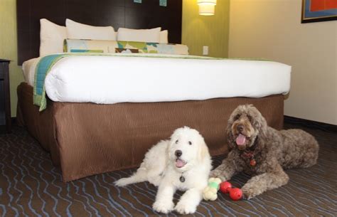 pet friendly weekly motels|extended stays that accept pets.